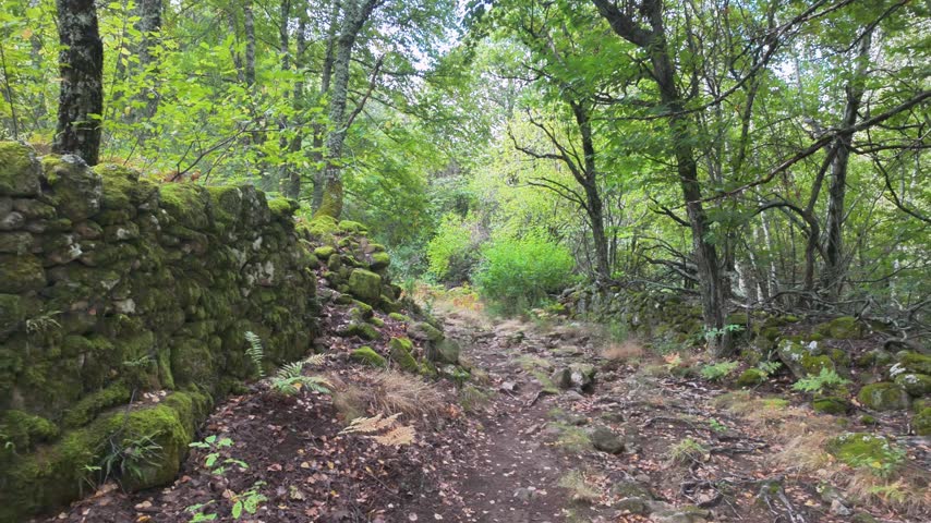 Old dry stone wall covered with moss and ferns in a lush deciduous forest.