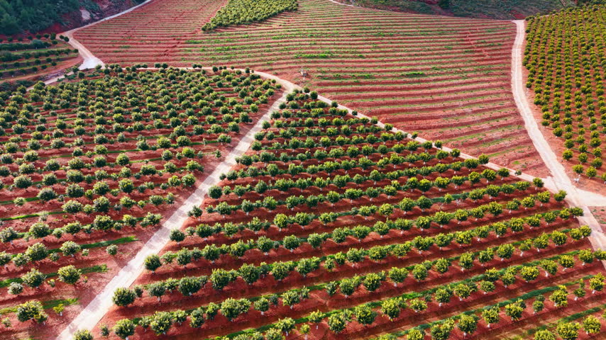 Terraced fruit tree plantations on red soil hills in Spain. High angle view of terraced agricultural fields with rows of citrus trees and white dirt roads on a slope.