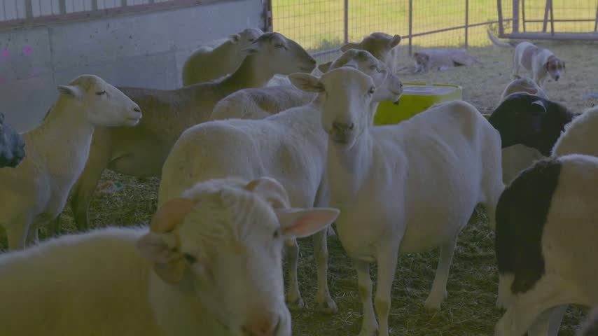 A flock of white sheep gathers in a farm pen with a yellow feed tub, while a dog rests in the background.