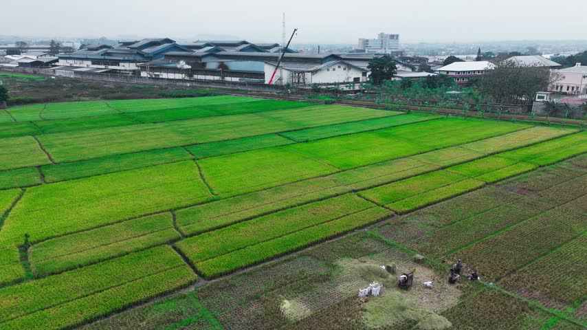 Aerial view of lush green rice fields adjacent to an industrial factory complex with a crane visible in the background in Indonesia.