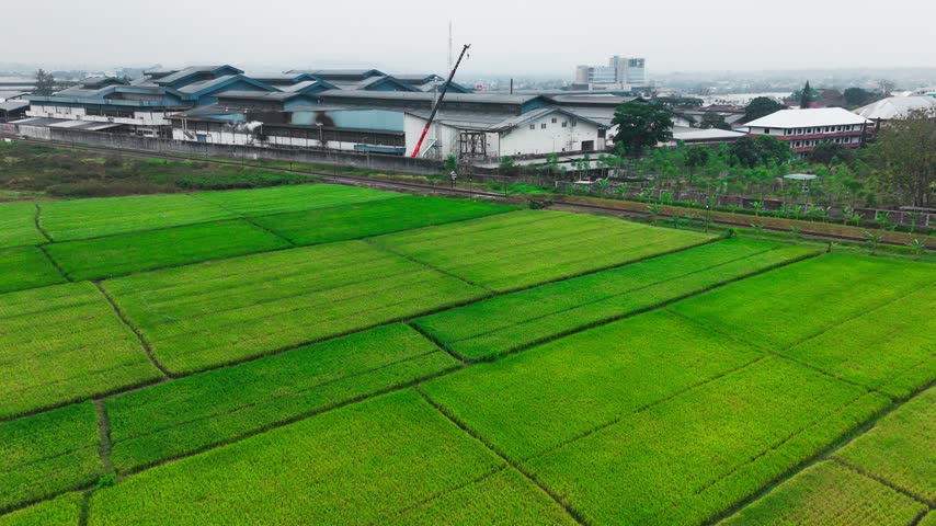Aerial view of lush green rice fields adjacent to an industrial factory complex in Indonesia.