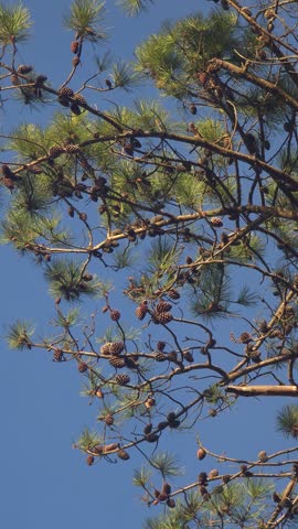 Pine Tree Branches Covered with Numerous Pine Cones