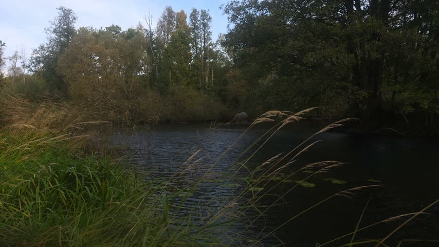 Winding woodland river bend, tall grass stalks foreground 