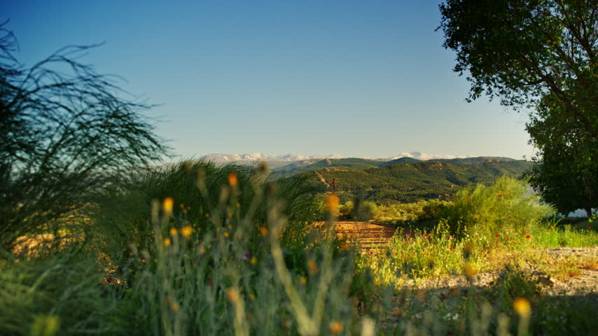 The snow-capped mountains of the Sierra Nevada, with colorful flowers in the foreground. Andalusia, Spain