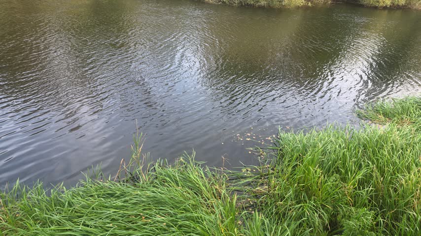Rippled river surface, vibrant green grassy bank 