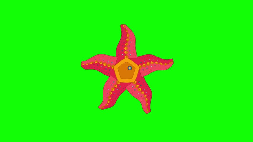 Vibrant Animated Starfish Gently Wiggling on Green Screen Background for Marine Life Projects