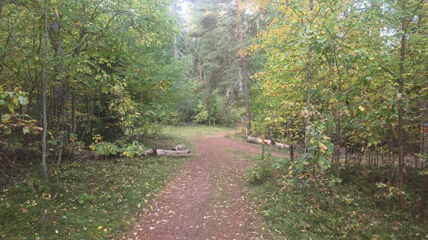 Woodland trail junction, autumn leaves, wooden trail markers 