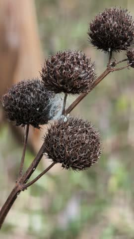 Close-up shot of dry round seed heads on a brown wild plant stem outdoors, showing subtle natural movement in a blurred background.