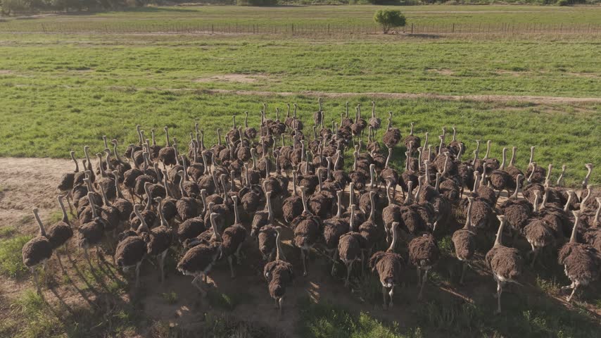 Aerial view of a large flock of ostriches grazing in the fields at Safari Ostrich Farm in Oudtshoorn, Western Cape, South Africa.