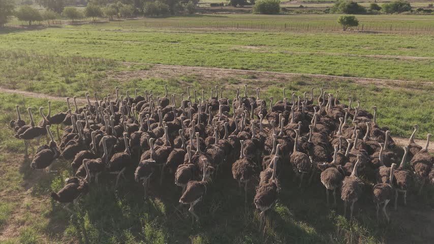 Aerial view of a large flock of ostriches grazing in the fields at Safari Ostrich Farm in Oudtshoorn, Western Cape, South Africa.