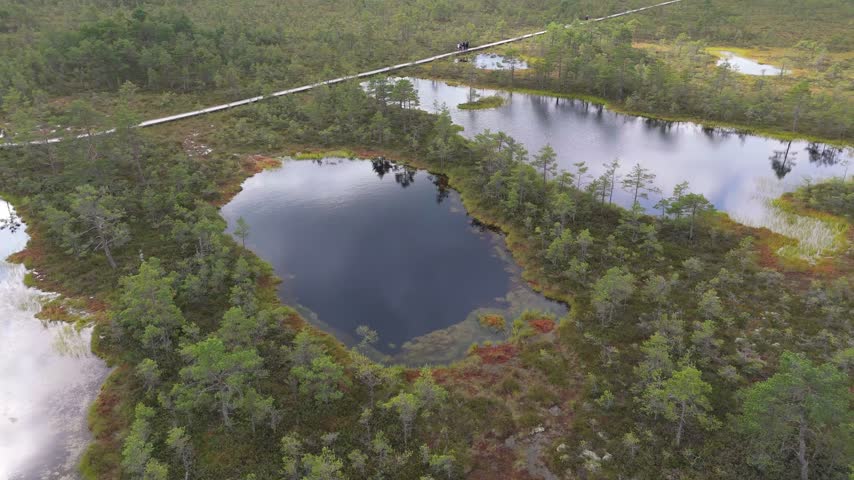 Aerial view of the wooden boardwalk winding through the bog pools and pine forest of Lahemaa National Park in Loksa, Harju maakond, Estonia.