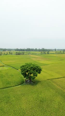 High angle view of a lush green tree in a rural rice field perspective looking down at large, situated in the heart of productive