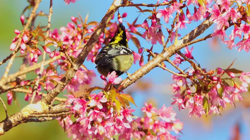 Vibrant yellow and black bird looking up while perched on a tree branch filled with blooming pink cherry blossoms against a blue sky