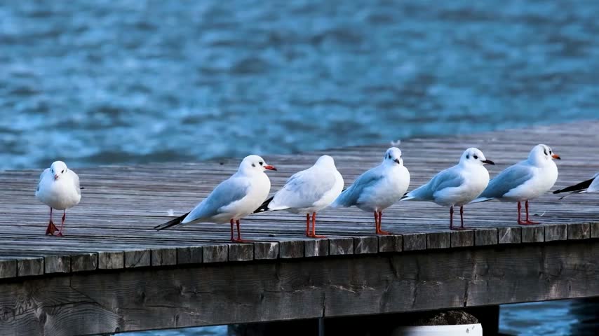 Flock of Seagulls Standing and Flying on Wooden Pier Near Sea