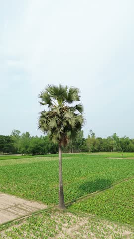 Solitary palmyra palm tree standing in the middle of a green agricultural field in rural landscape a single tall grows the center
