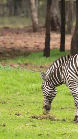 A plains zebra grazes peacefully on green grass in Dubbo, New South Wales, Australia.