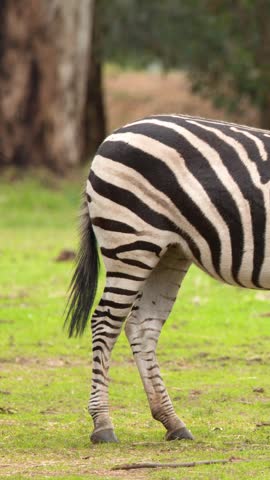 Two zebras graze peacefully across an open grassy meadow under soft daylight in Dubbo, Australia.