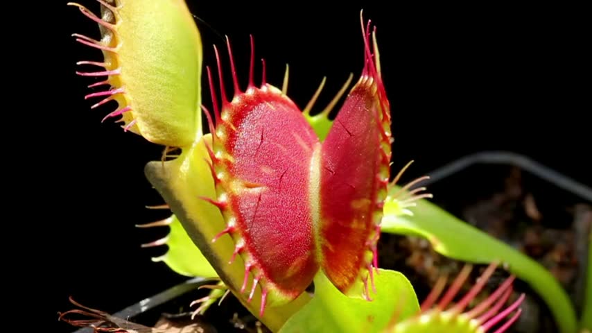 Venus Flytrap Carnivorous Plant Catching Fly, Close Up Of Dionaea Muscipula Trapping Insect In Action