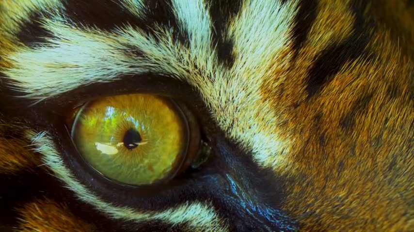 A stunning and highly detailed extreme close-up of a tiger