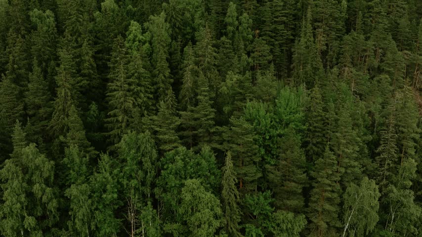 Aerial view of a dense forest with lush coniferous and deciduous trees in Hameenlinna, Kanta-Hame, Finland.