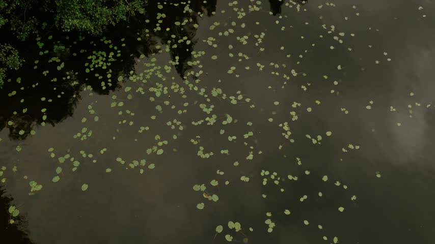 Aerial view of lily pads floating on the dark water surface near the historic Hameenlinna castle grounds in Hameenlinna, Kanta-Hame, Finland.