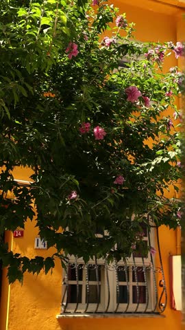 Historic residential street in Istanbul, Turkey, with bright painted houses, white windows and blooming tree in the foreground. Scenic city travel background
