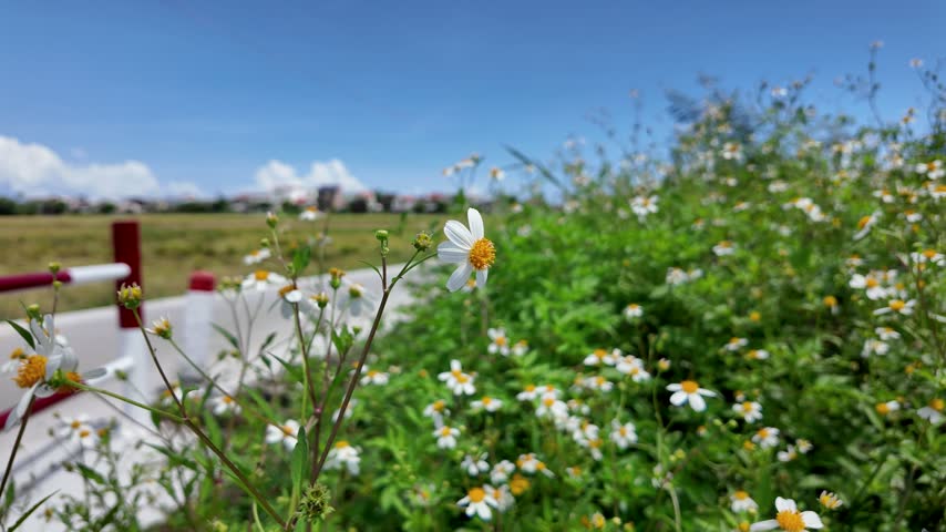 Spanish needles(Bidens alba Bidens pilosa flowering plant white ray petals yellow center