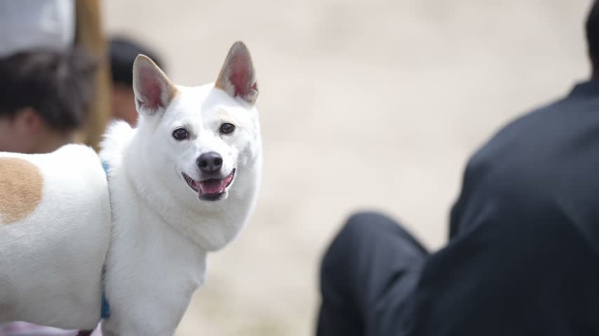 White dog barks loudly, ears perked up. Dog stands alert, tail curled, mouth open. People nearby blurred, motion blurred. Dog shows joyful energy, outdoor setting
