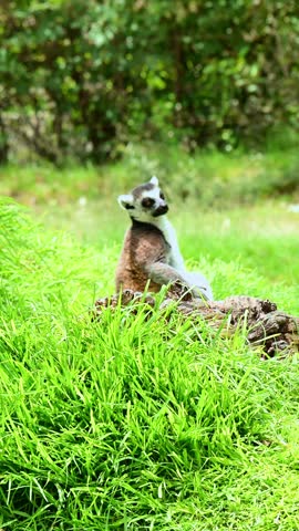 Close-up of a lemur moving slowly