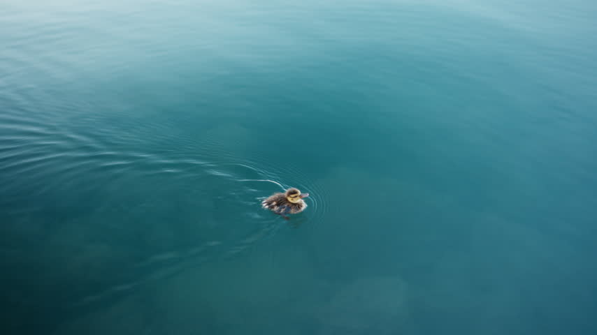 Young duckling swimming alone across calm blue water