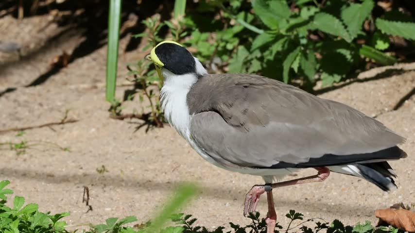 Masked lapwing, or spur-winged plover, standing on one leg and looking around in its habitat