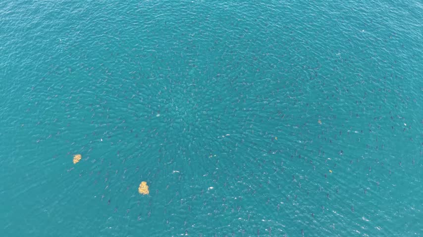 Aerial drone descends over a huge school of bluefin tuna, revealing individual fish swimming in clear turquoise water off the coast of Brittany, France