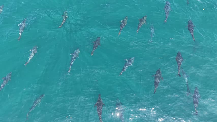 Close aerial top down view of bluefin tuna swimming in formation in clear turquoise sea water, Atlantic Ocean, North Finistere, France