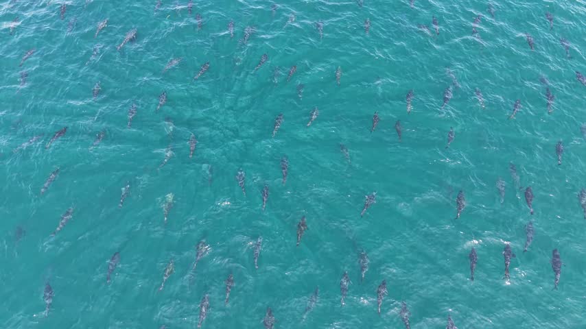 Drone rises above a school of bluefin tuna swimming in turquoise Atlantic water, revealing the scale of the shoal off North Finistere, Brittany