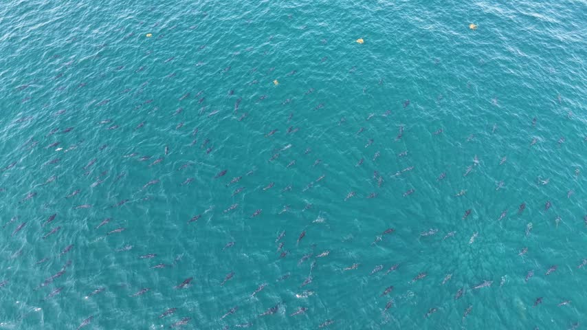 Drone overhead shot of a dense school of bluefin tuna cruising just below the surface of the Atlantic Ocean in Brittany, France, wild marine life