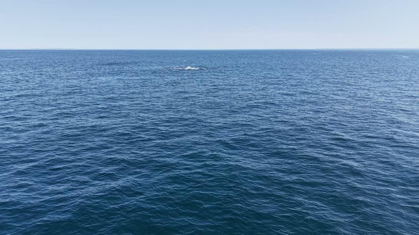 Drone flies over open ocean toward a bluefin tuna feeding frenzy splashing on the surface, seabirds hunting, Atlantic coast of Brittany, France