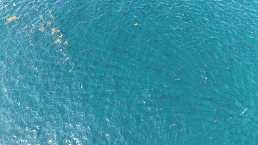 Aerial drone top down view of a large school of Atlantic bluefin tuna swimming near the surface of the turquoise sea off North Finistere, Brittany, France