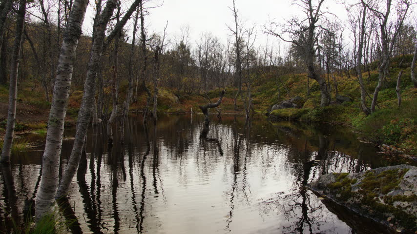 Leafless trees surround a small still pond, their trunks and branches mirrored in the dark water on an overcast day. Quiet woodland scene.