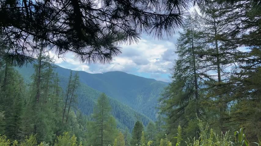 Mountain valley surrounded by dense coniferous forest displaying wildflowers blooming in foreground, distant snow capped peaks visible through mist, bright daylight illuminating lush vegetation.