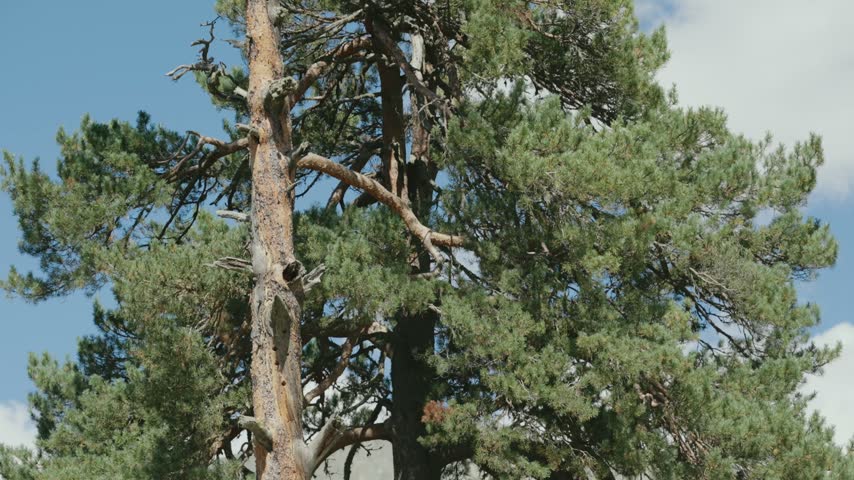 Pine Trees Against Blue Sky