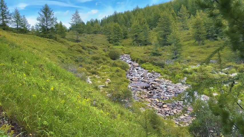 Scenic alpine valley displaying lush green meadow sloping toward rocky creek, dense coniferous forest covering hillsides, bright natural daylight illuminating verdant vegetation throughout wilderness.