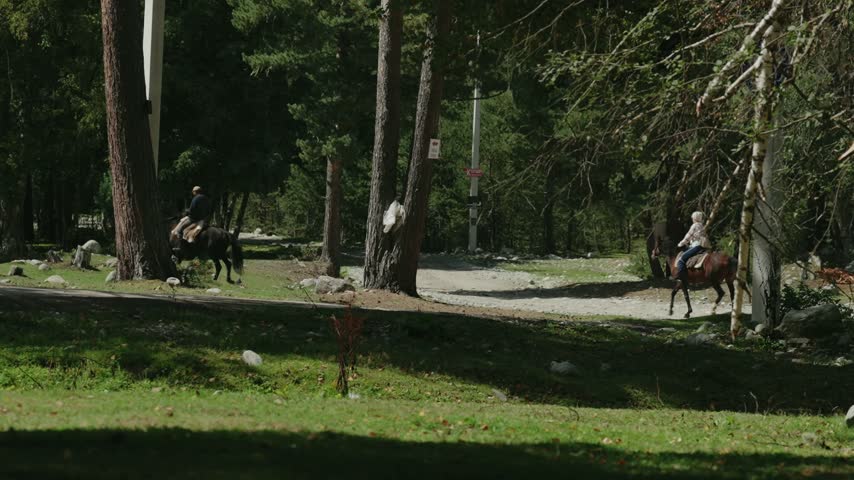 Horseback Riding Through a Forest Trail