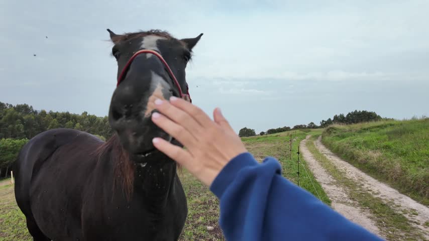 First-person view of a hand gently touching the muzzle of a black horse wearing a red halter in a field.