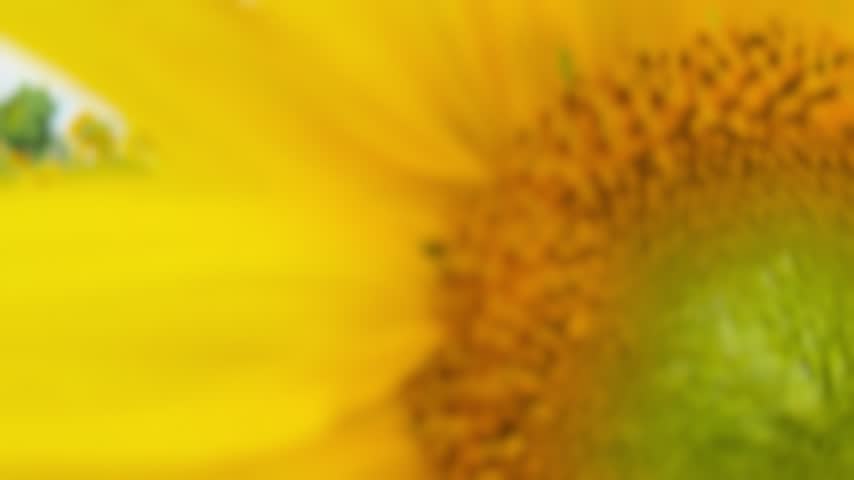 Panorama of blooming sunflower field under dark storm clouds