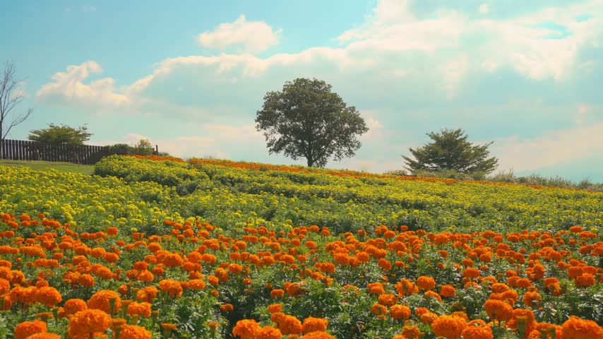 Field of orange and yellow marigolds under autumn sky and a tree on a hill at Kuju Flower Park in Oita, Japan