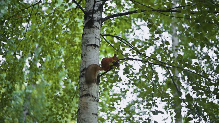 A squirrel is seen climbing a tree with green leaves. The animal moves around branches, searching for food in a natural outdoor setting.