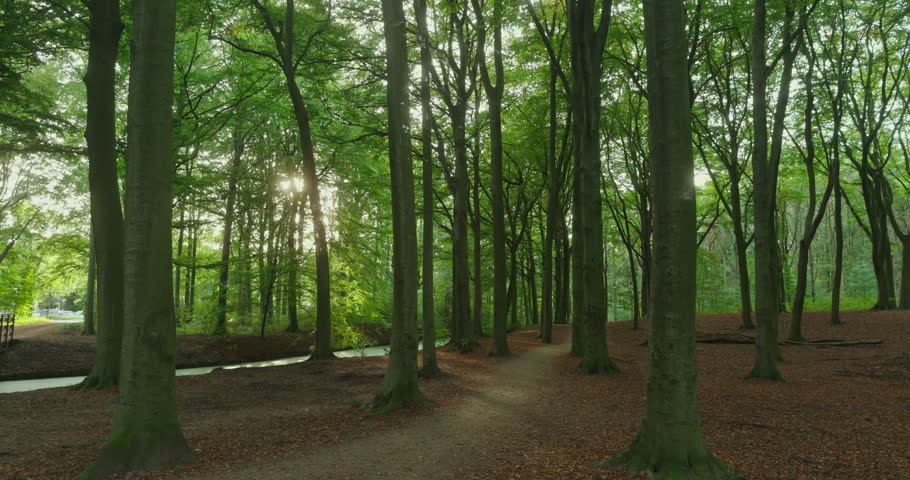 A dense forest, woods with tall trees, greenery and a winding dirt path is located in The Hague, Netherlands, Europe. Sunlight filters through the leaves and a stream runs parallel to the path.