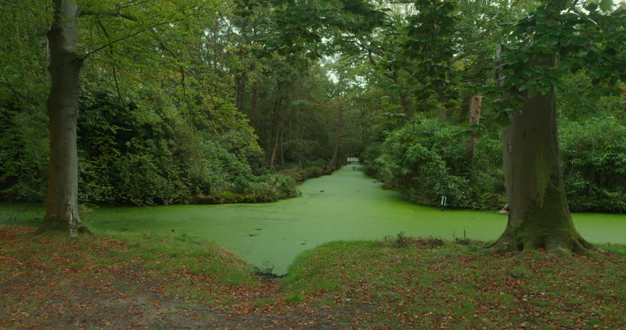 A narrow waterway covered in algae stretches through a forested area in The Hague, Netherlands, Europe. Fallen leaves lie along the banks, with mature trees framing the scene.
