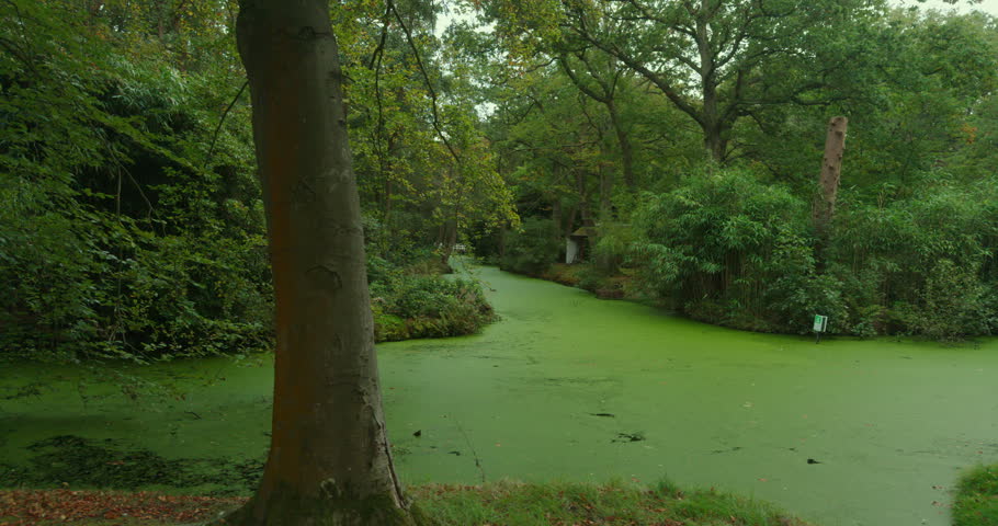 A narrow waterway covered in algae runs through The Hague, Netherlands, Europe. Dense vegetation lines both banks, with a tree trunk and a small sign near the water.