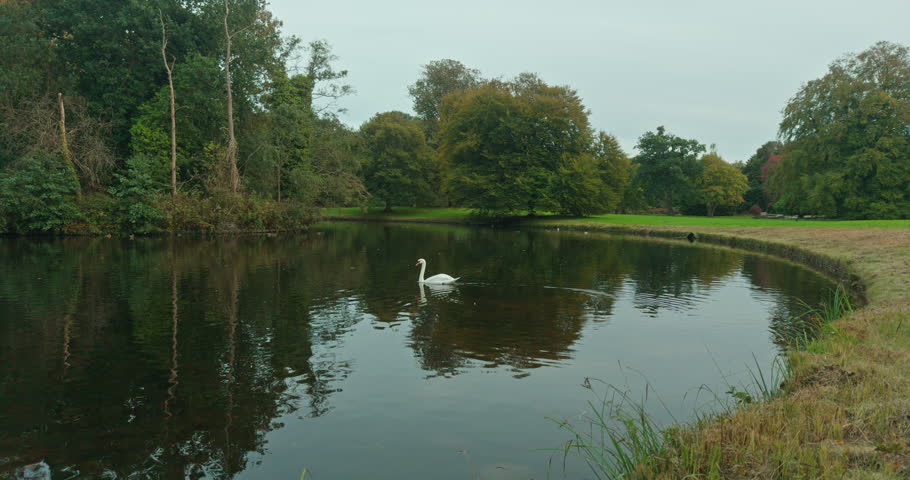 A white swan, bird with an orange beak swims in a calm body of water, river located in The Hague, Netherlands, Europe.